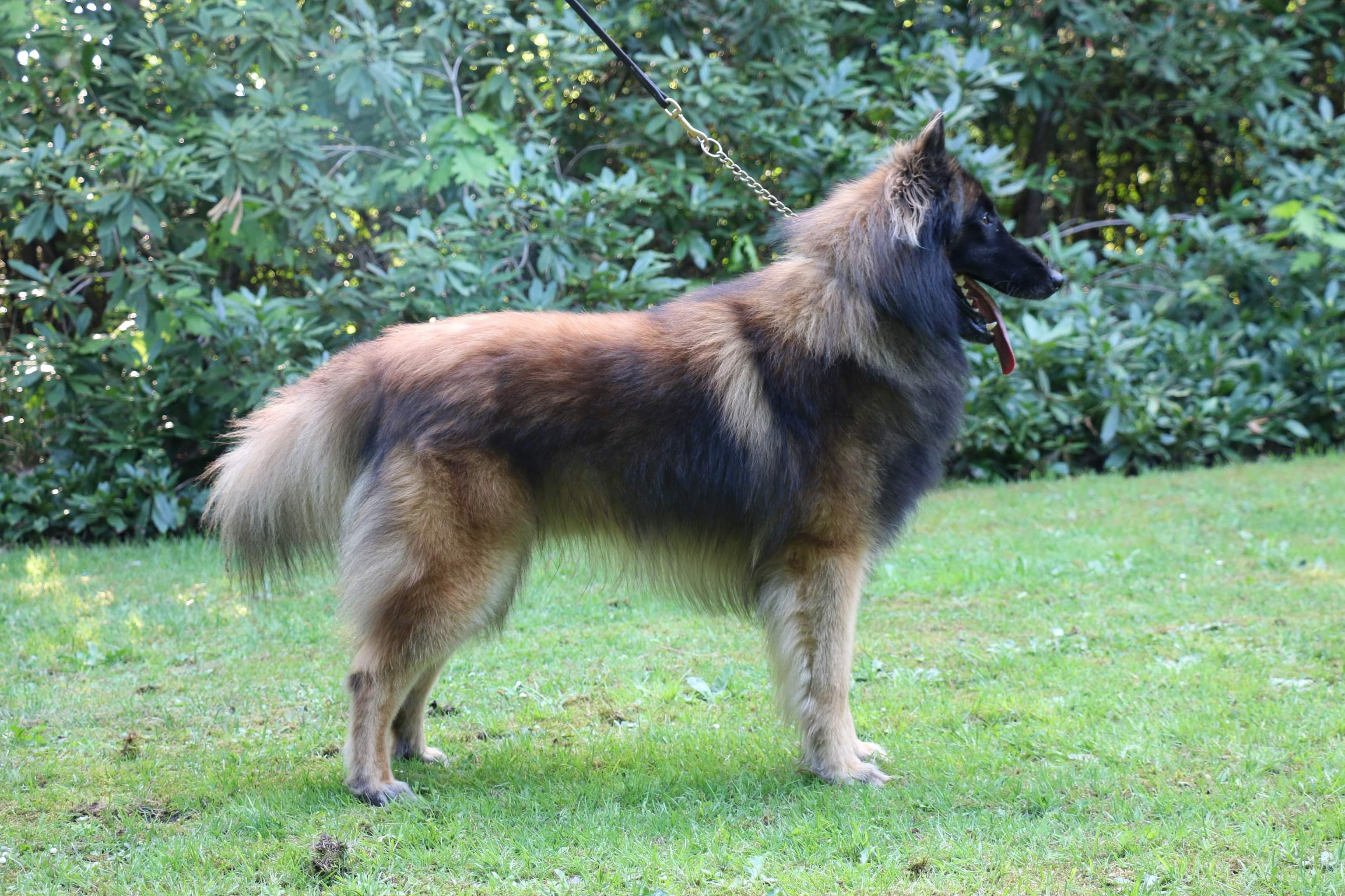 Breeding of authentic Belgian Shepherds:  Malinois -Tervueren - Groenendaeler