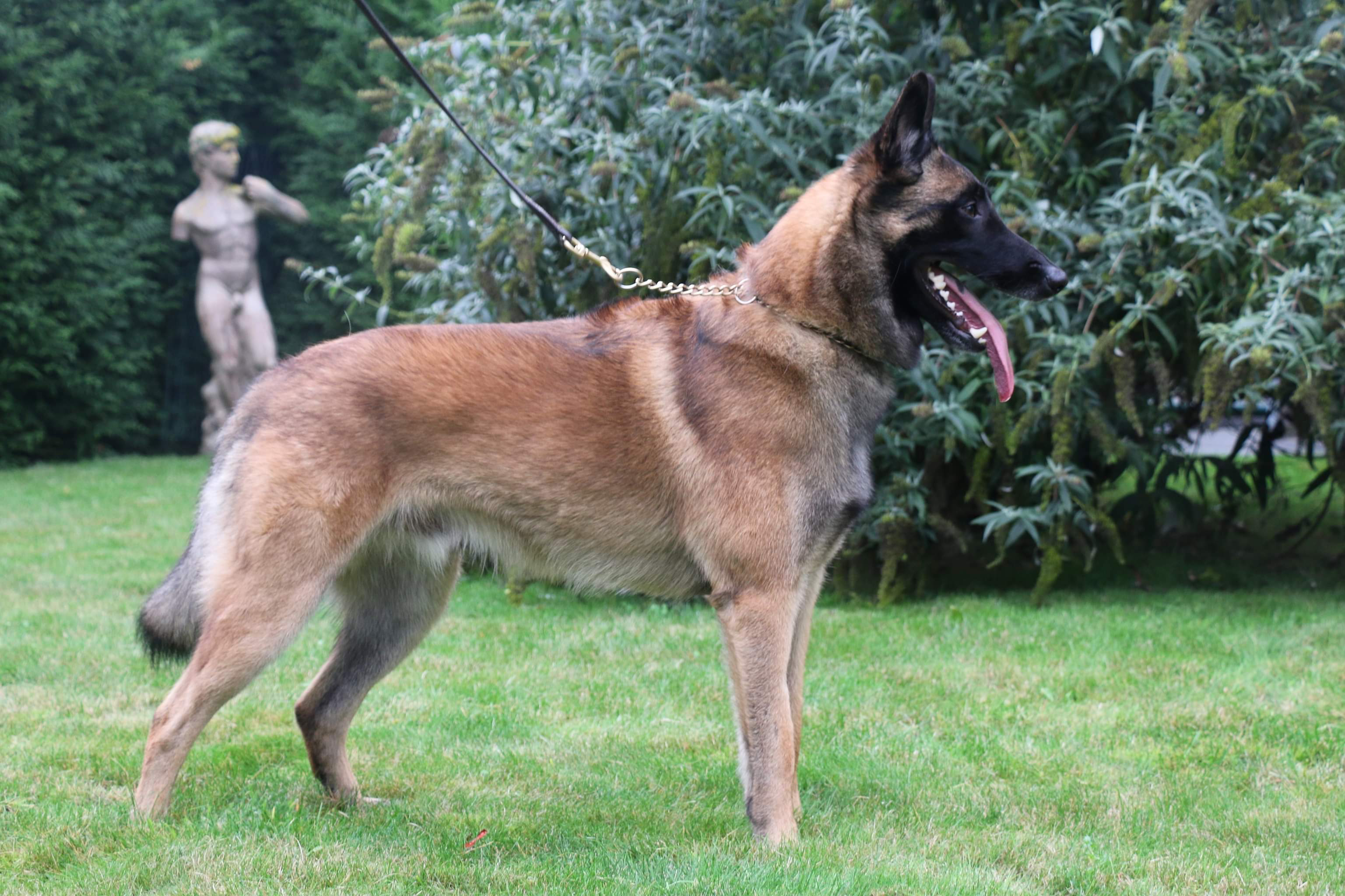 Kennel Belgian Shepherd:  Malinois, Tervueren & Groenendaeler