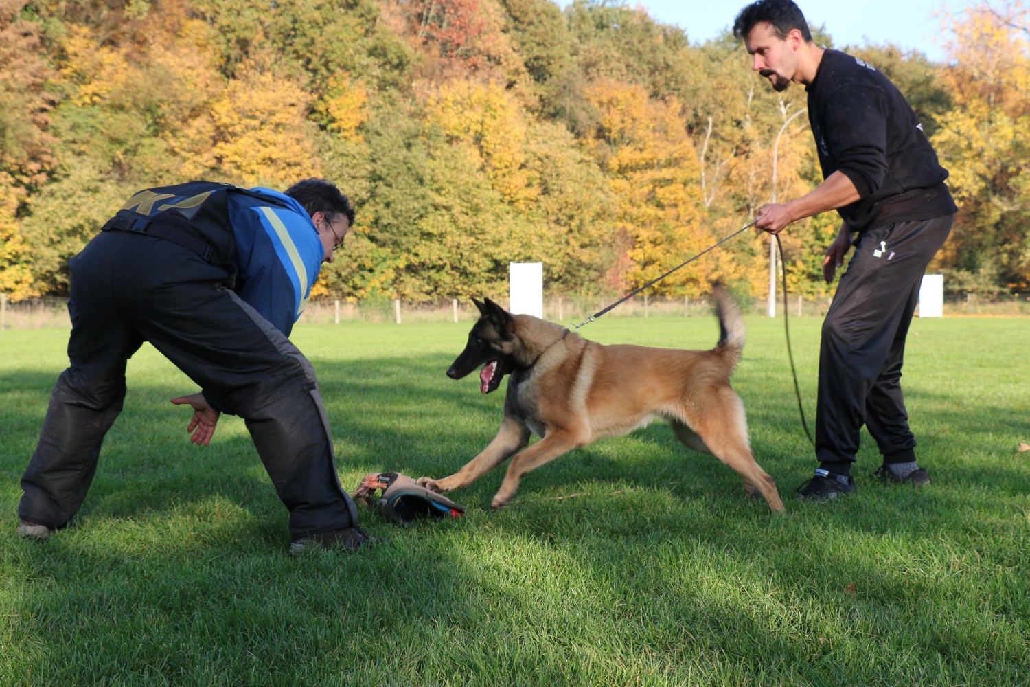 Breeding of authentic Belgian Shepherds:  Malinois -Tervueren - Groenendaeler