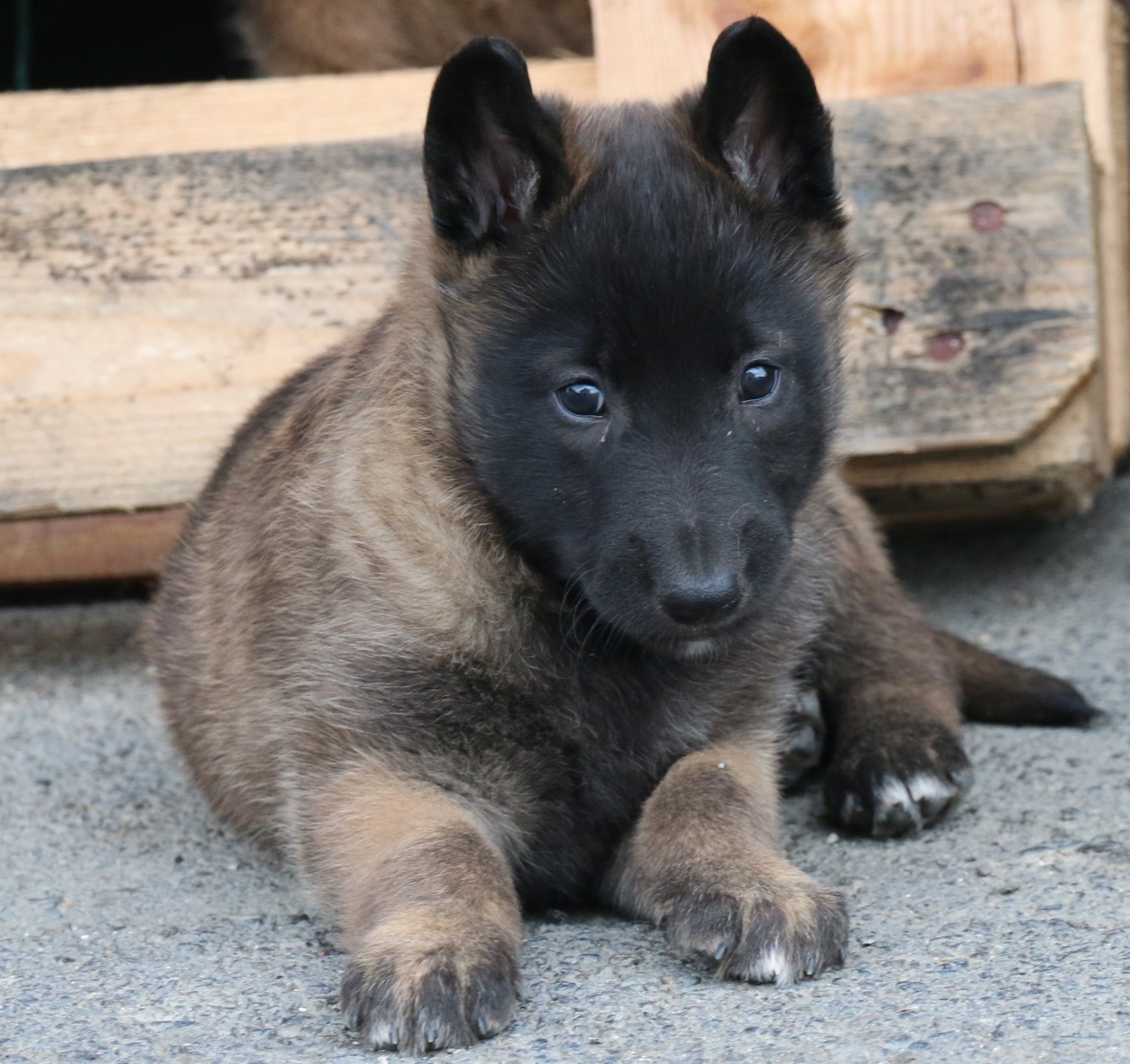 Breeding of authentic Belgian Shepherds:  Malinois -Tervueren - Groenendaeler